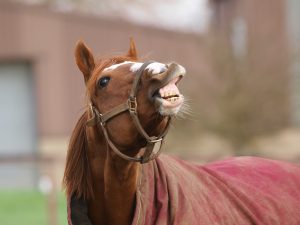 horse_muzzle